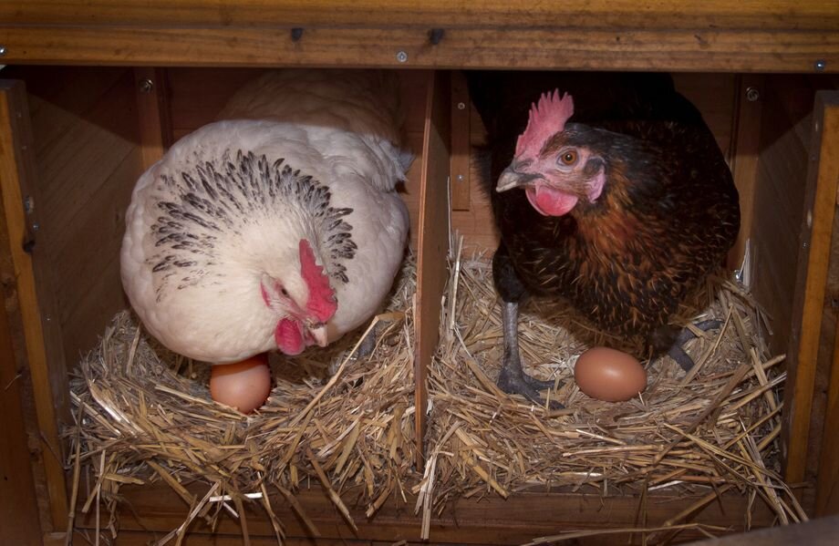 Источник фото: Iltalehti