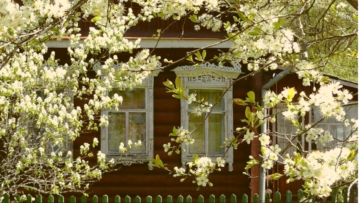 Песня с белыми ставнями дом. "Домик окнами в сад". Белоснежная вишня. Яблоня у окна. Расцвела белоснежная вишня.