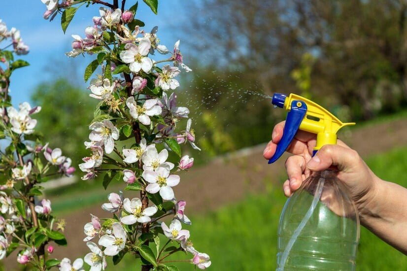 Интенсивный яблоневый сад. Яблоня уралец. Яблоня медуница дерево. Яблоня весялина. Яблоня плодовая дерево.
