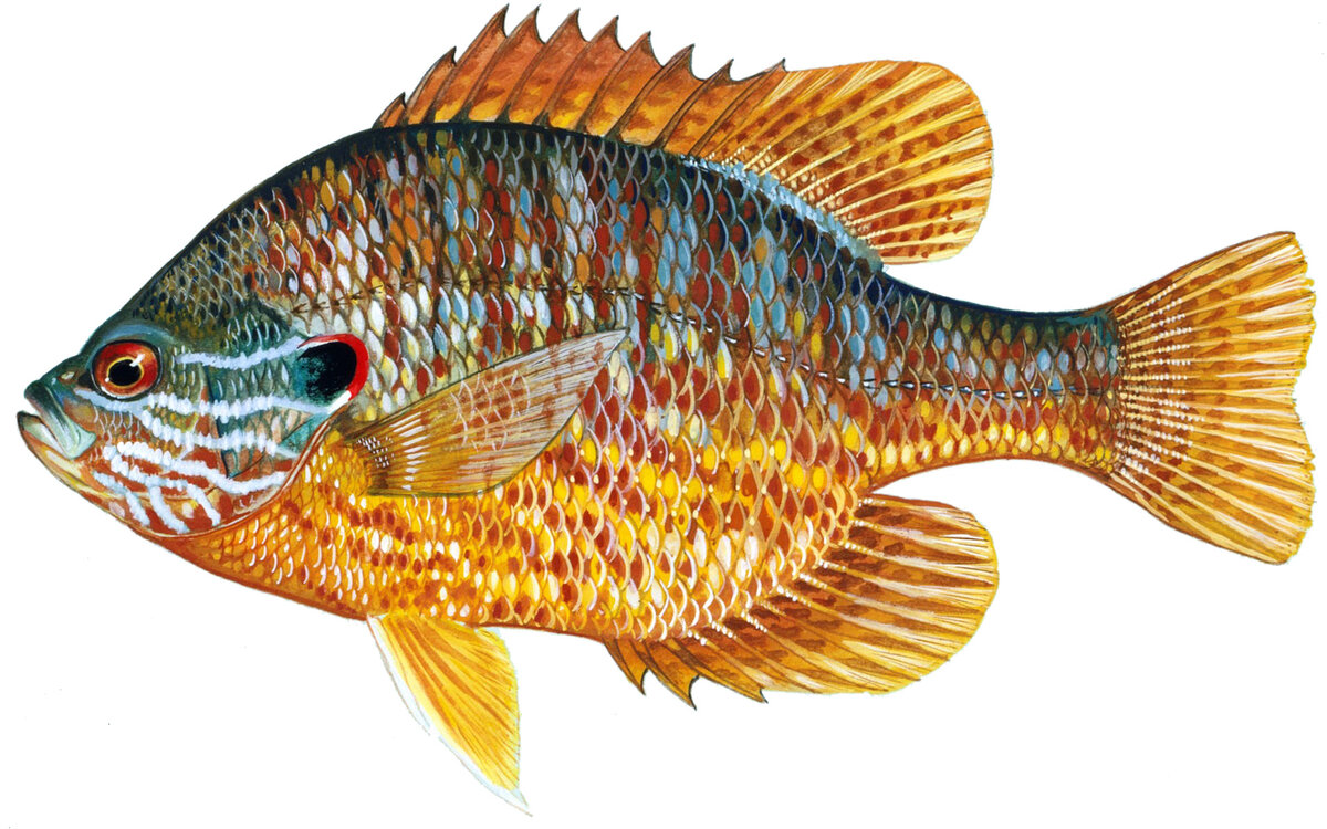 Lepomis gibbosus