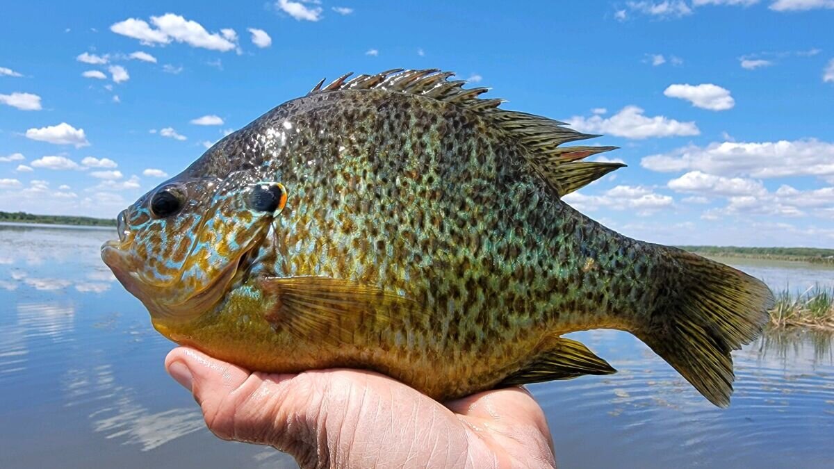 Солнечный окунь обыкновенный (Lepomis gibbosus) или Pumpkinseed |  GameFishing – Трофейная рыбалка | Дзен