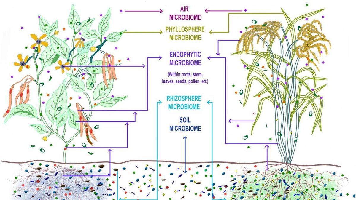 Микробиом растений Первоисточник https://microbiome.ucdavis.edu/news/us-government-interagency-microbiome-plan-released-0