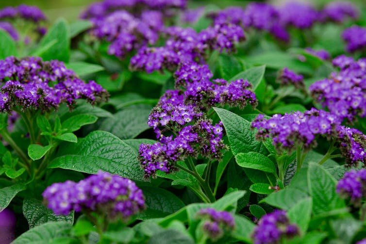 Это гелиотроп древовидный, названный так из-за своего гелиотропизма. Они были очень популярны в садах, но вышли из моды, поскольку могут быть ядовитыми и сорными. 