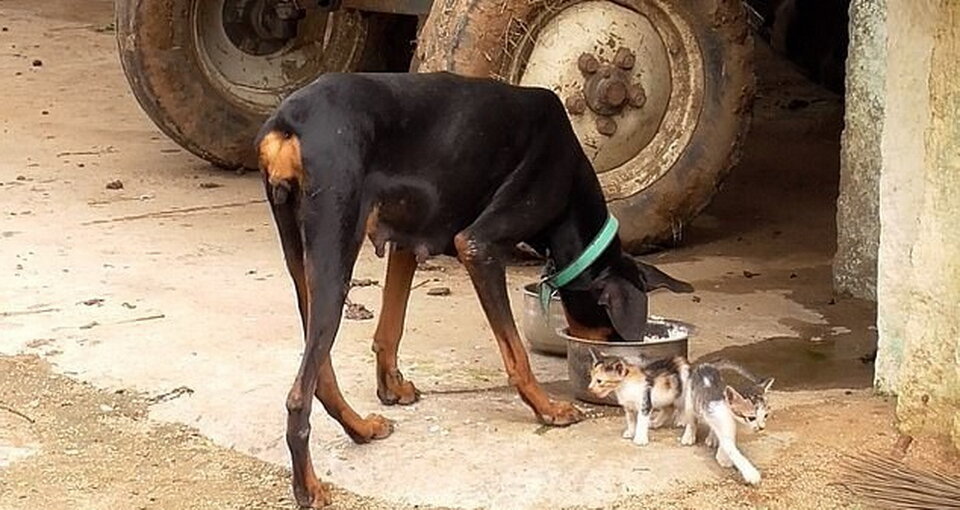 Подросшие пушистики все также не отходят от своей мамы далеко