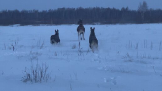 увидели лося. лосиный остров ижевск. оленья ферма иткуль. красивый лось. амурский лось.