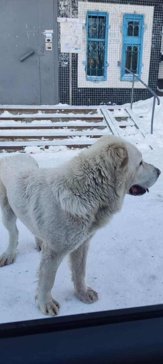 Ну что может быть у собаки на уме