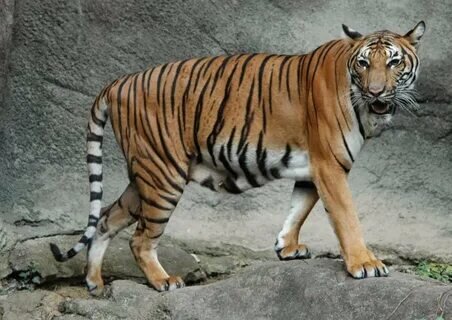 вымершие млекопитающие. кайнозойская эра бронтотерий. сиватерии вымершие. миоцен олигоцен. креодонты кайнозой.