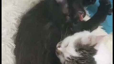 дорога домой муром. дорога домой муром. дорога домой муром. черная собака на улице. дорога домой муром это фонд или нет.