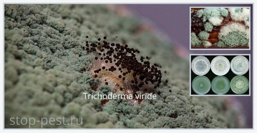 фото сайта https://stop-pest.ru/