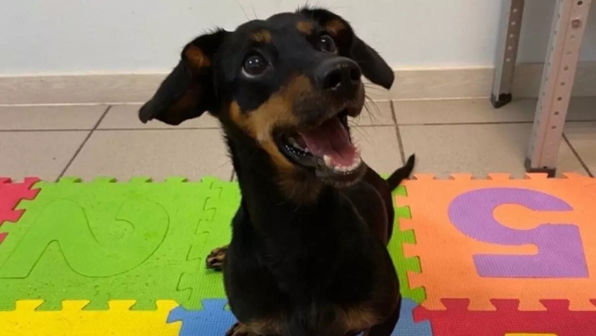     Тюменская такса Пино, история которой прогремела на всю страну, спустя полтора года обрела новый дом. Пино забрала семейная пара.