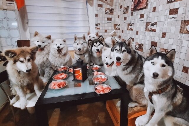    Сейчас со всеми собаками Алена и ее супруг живут за городом. Фото со страницы в соцсетях Алены Купцовой