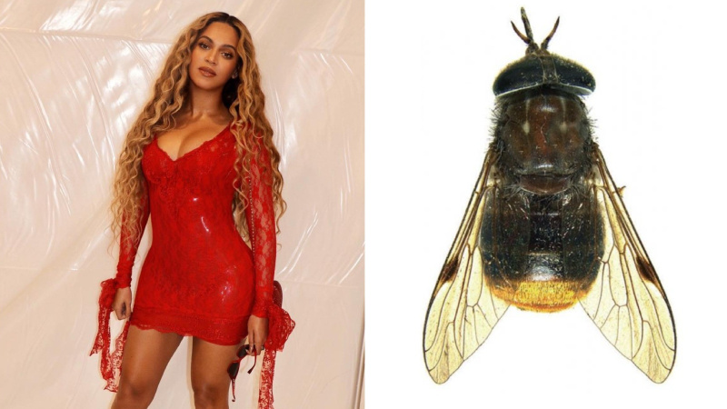    Муха Бейонсе / life.ru