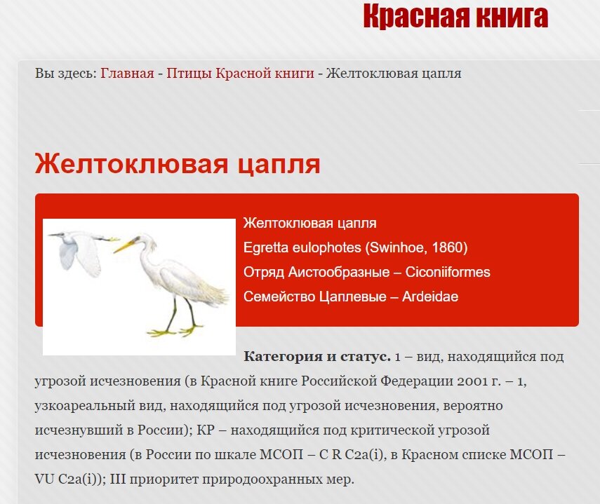 Желтоклювая белая цапля в красной книге.  Источник: https://cicon.ru/zeltokluvay-tsaplia.html
