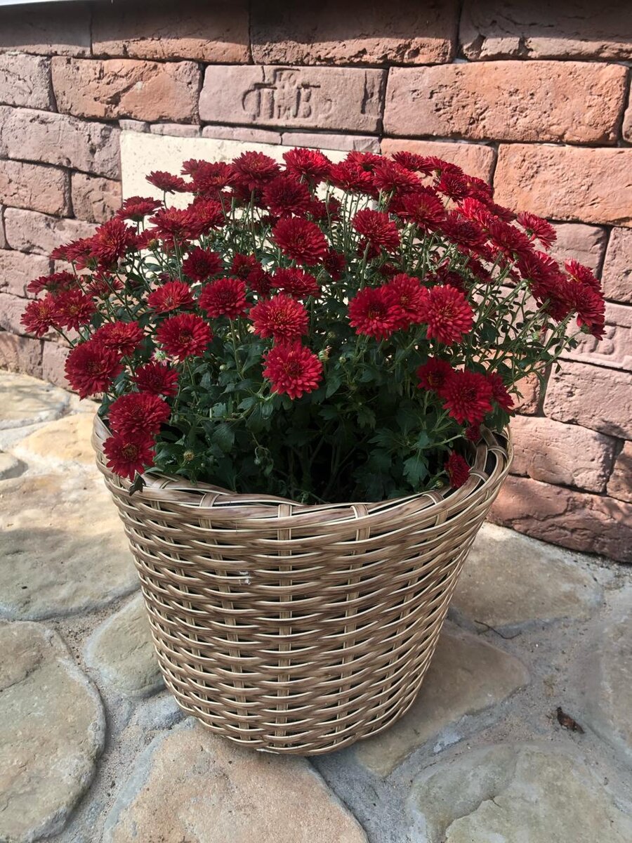 Плетеные кашпо и растения в них (тут - корейская хризантема) отлично дополняют друг друга. Фото в саду автора.