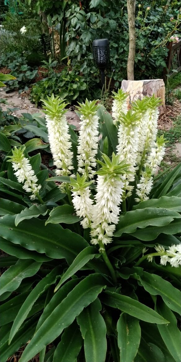 Ананасная лилия или Эвкомис. Луковицы Эвкомиса нужно выкапывать на зиму. Я храню их в подвале. Фото в саду автора.