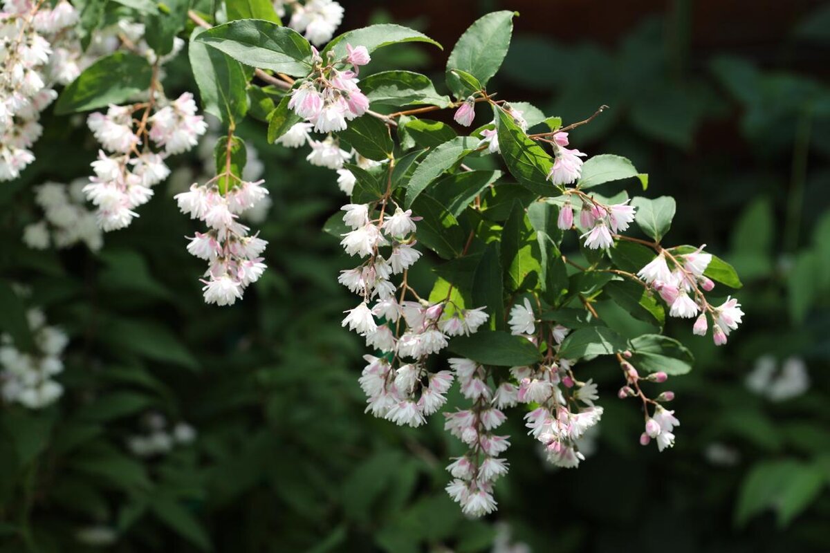 Побеги прекрасной дейции в моем саду. Обмерзает выше уровня снега. Укладываю на зиму и засыпаю снегом. Все равно лотерея - будет цвести или нет. Фото в саду автора.