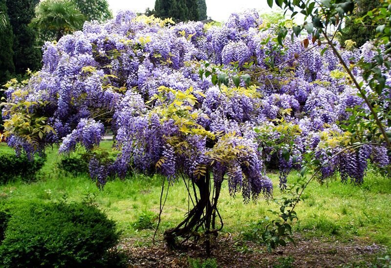 Глициния китайская. Фото с сайта Авито. Все продавцы утверждают, что отлично зимует в Подмосковье. Не зимует. Есть белая глициния, она обрастает листьями к середине июня, но не цветет - не хватает светового дня и тепла. 