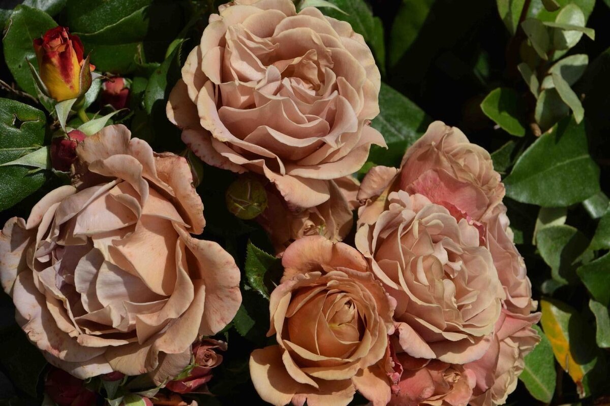 Роза чайно-гибридная Коко Локо. Очень красивая. Очень капризная. Фото из интернета.