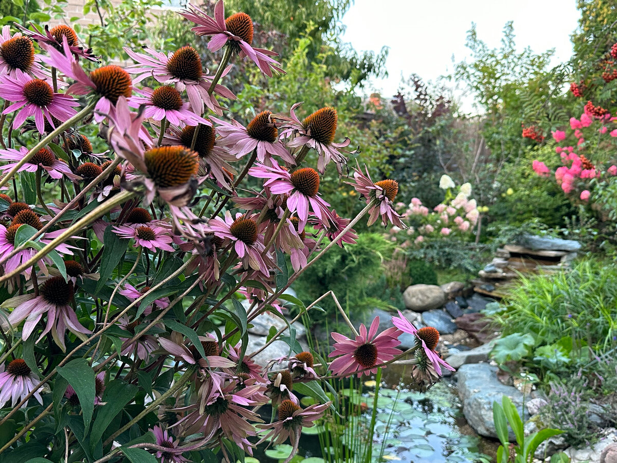 Эхинацеи. Фото в саду автора.