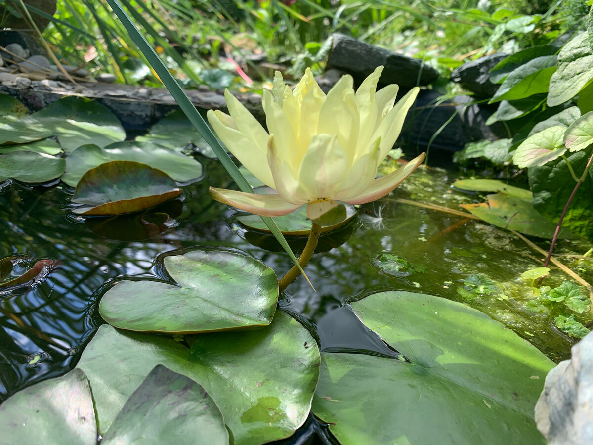 Нимфея. Фото в саду автора.