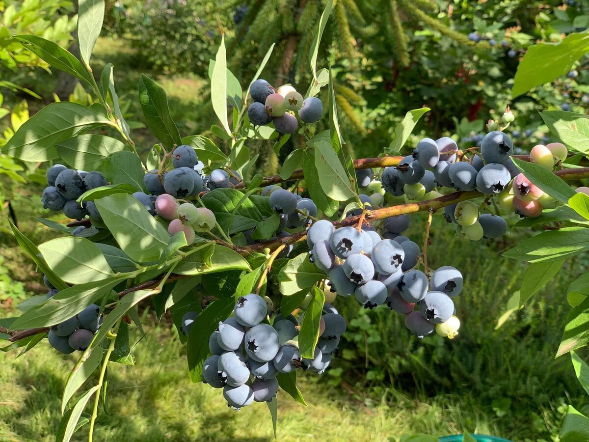 Голубика. Фото.в саду автора.