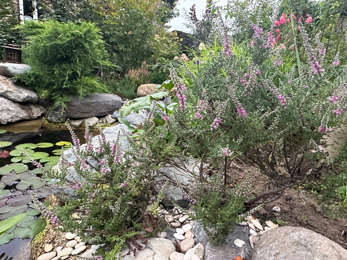 Вереск. Фото в саду автора.