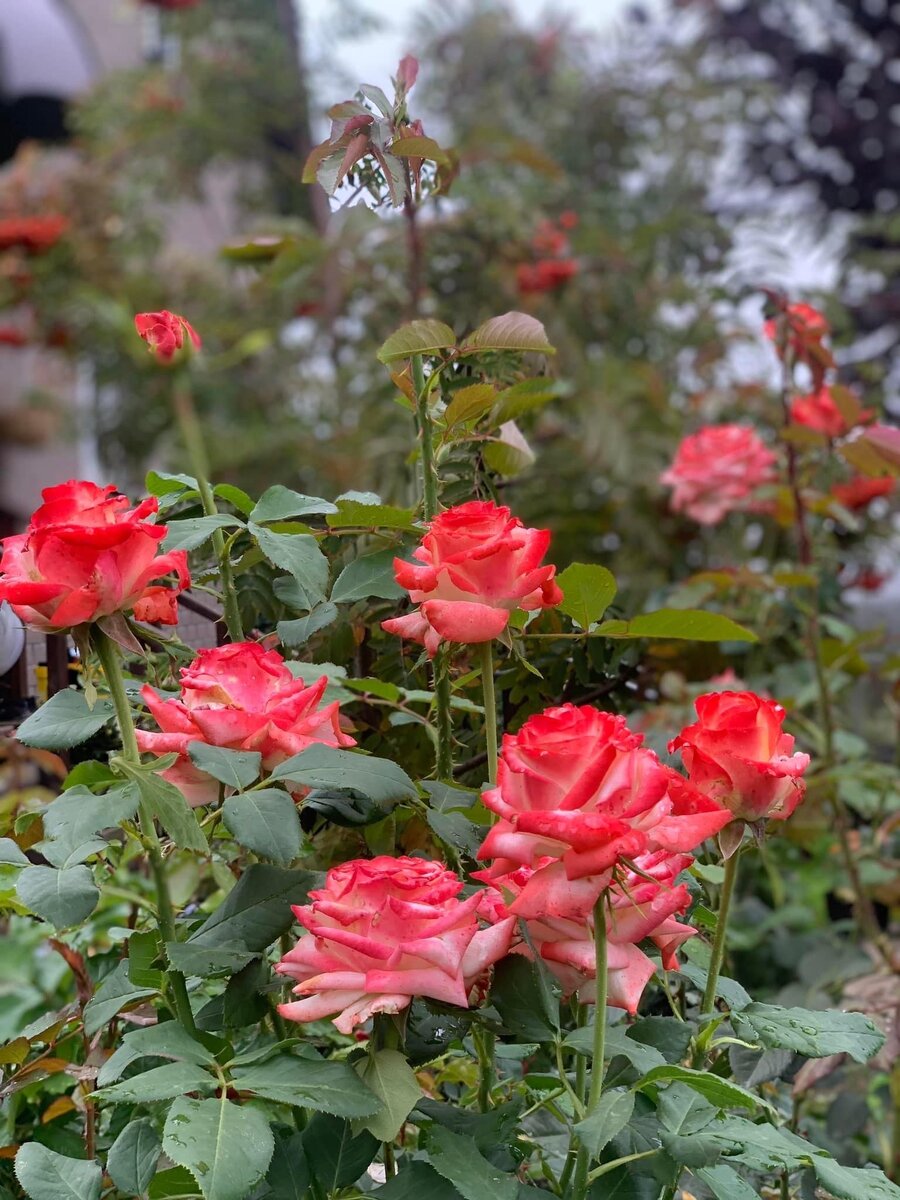 Императрица Фара. Фото в саду автора.