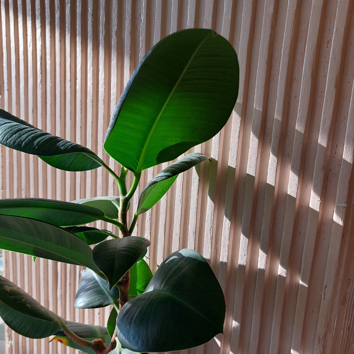 Фикус тут ни при чем. Он предельно однозначен.