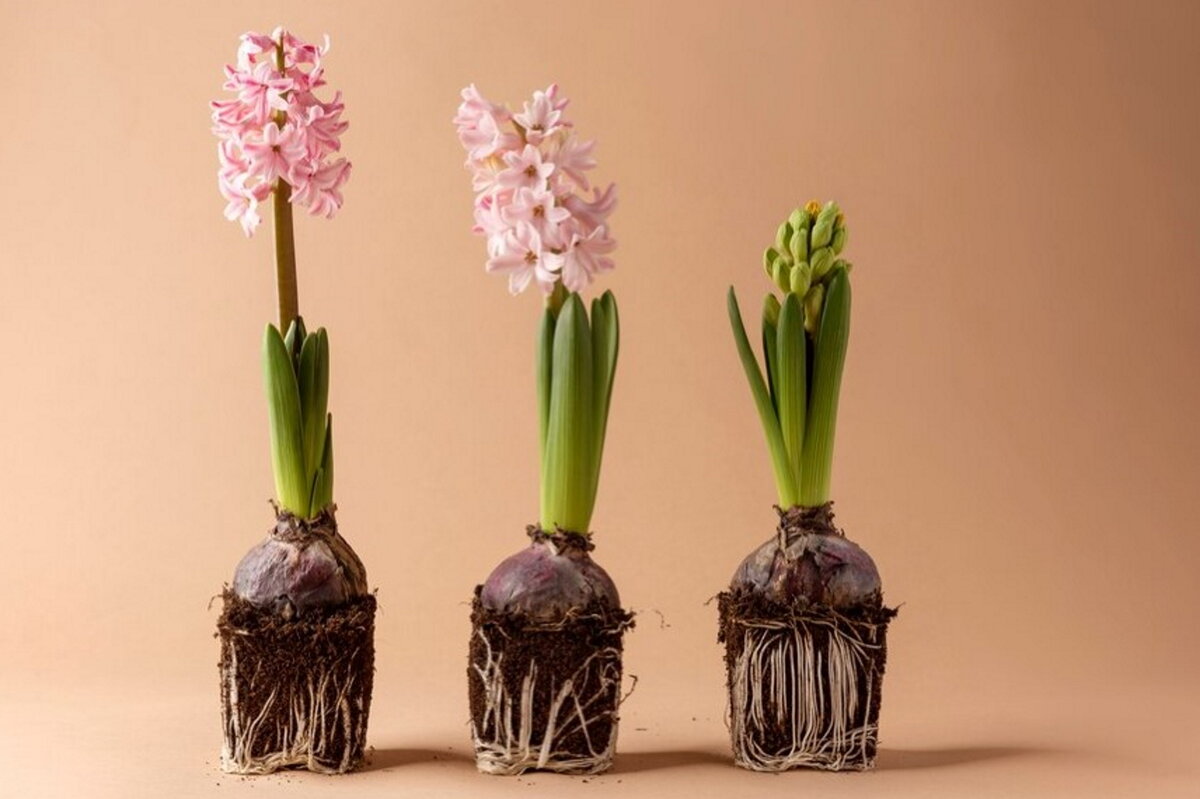   Весенние луковицы можно сажать не только в землю, но и в водуФото: freepik.com/author/freepik
