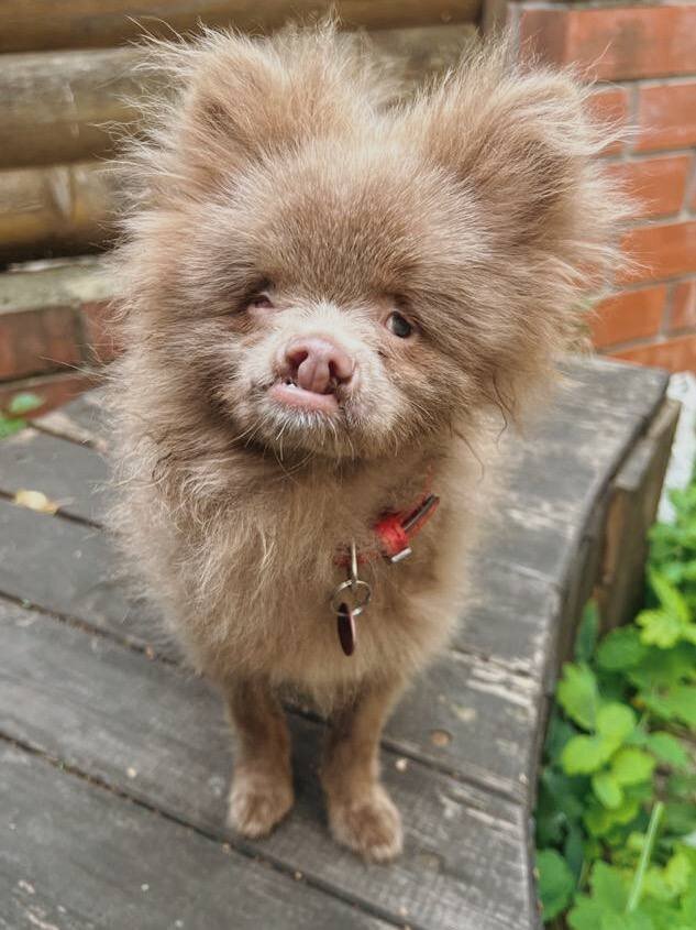 Дениска Носопыркин