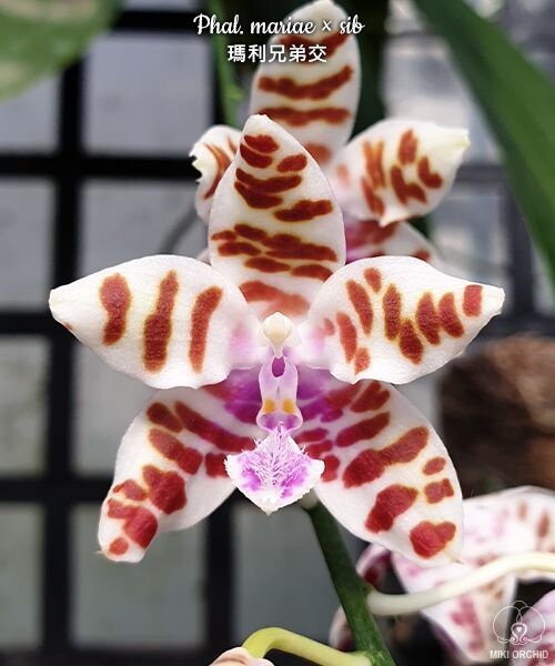 https://vk.com/33orchids