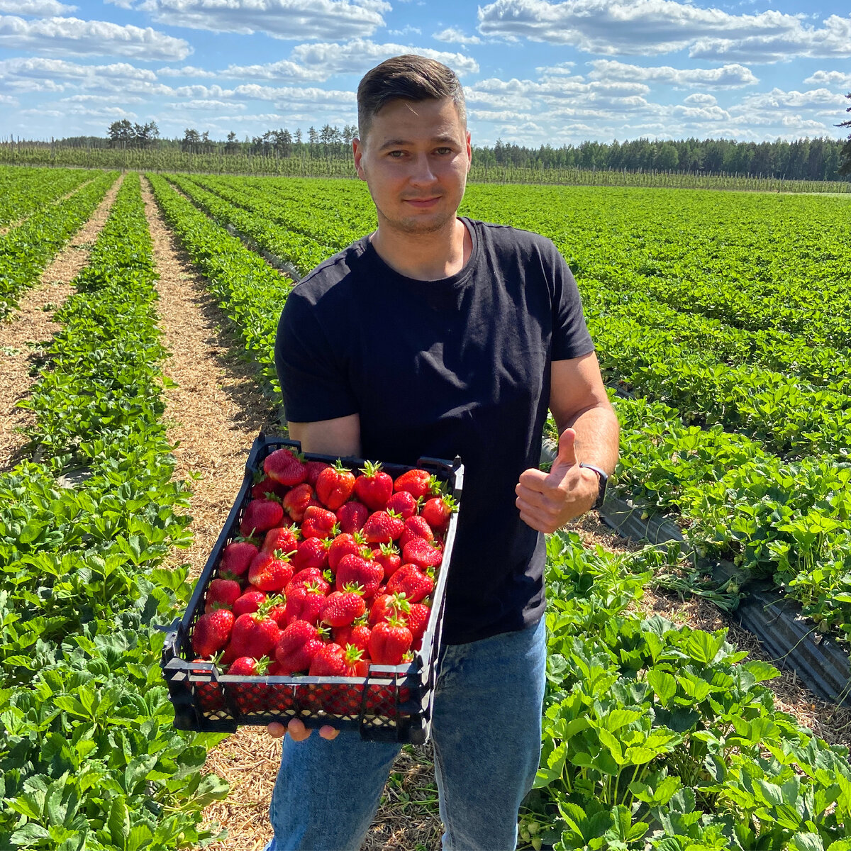 Земляника садовая, сорт АЛЬБА