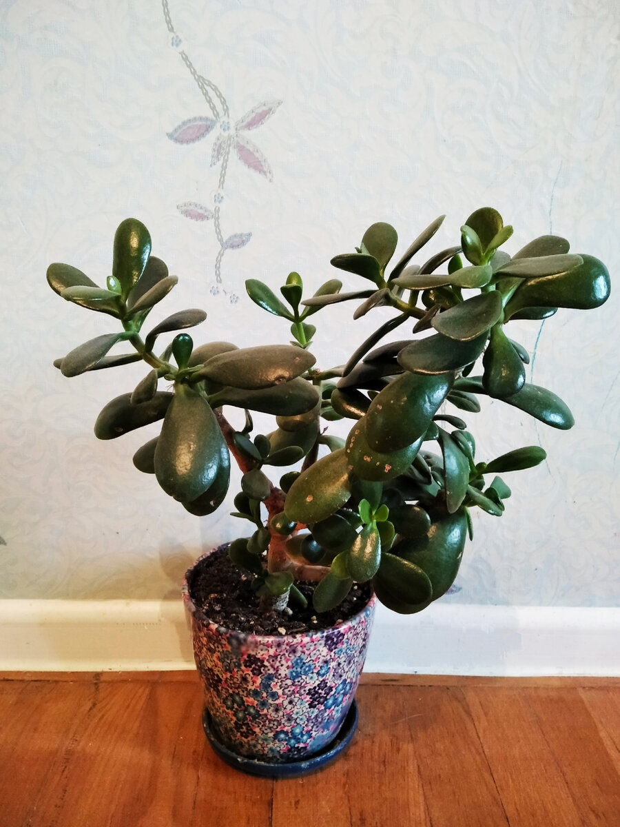 Одна из моих толстянок. Фото еще со старой квартиры