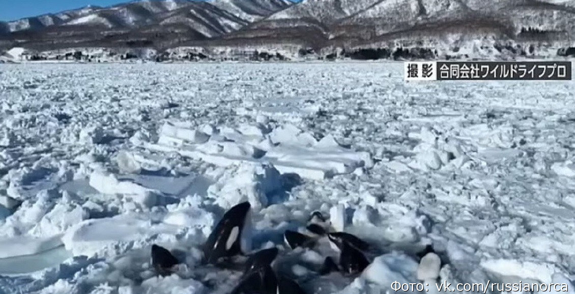Косатки в ледовой ловушке.