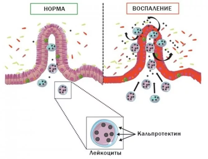 Копрограмма - Поликлиника Сканер