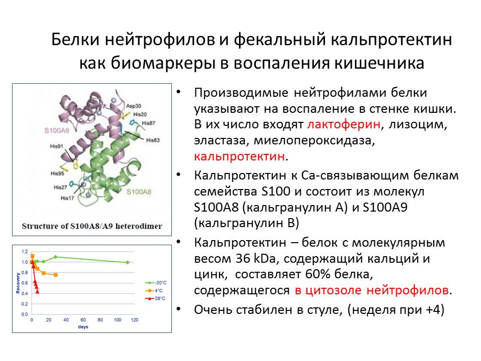 Кальпротектин в кале повышен у взрослого причины