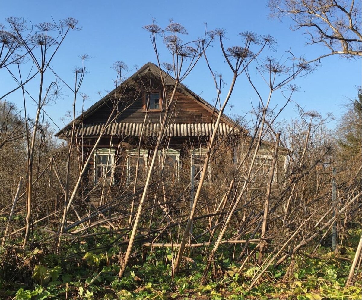 Тверская область. Борщевик. Фото Марии Поповой. Источник https://tvernews.ru/news/277776/.