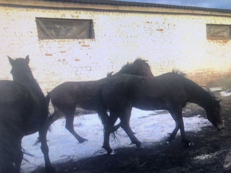 Лошадь меняет окрас. Лошадь с поднятой головой. Кони на переправе. Кони на переправе. Лошадь на двух ногах.