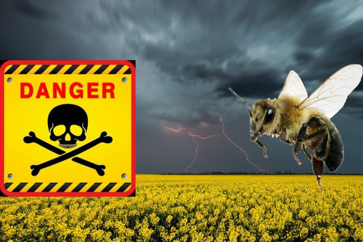     Уважаемые пчеловоды! Гибель пчел от опрыскивания рапса и других посевных растений ОВ отравляющими веществами (гербицидами, пестицидами и др.) стала ежегодной, массовой и повсеместной.