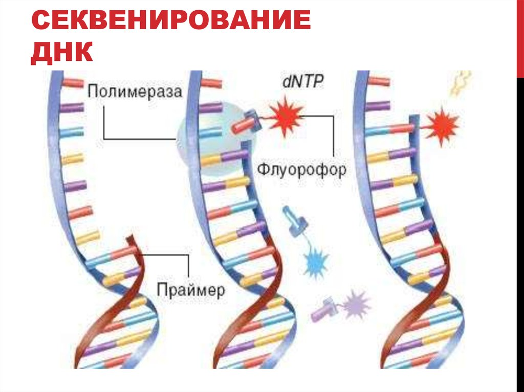 Пересадка днк. Метод секвенирования генома. Этапы секвенирования ДНК. Секвенирование геномной ДНК. ДНК расшифровка.