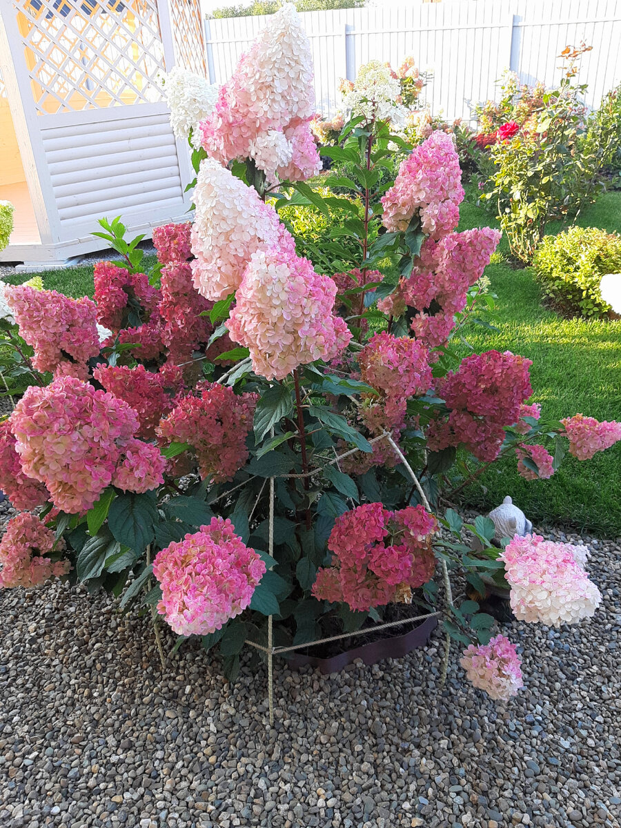 Ванилла Фрайз