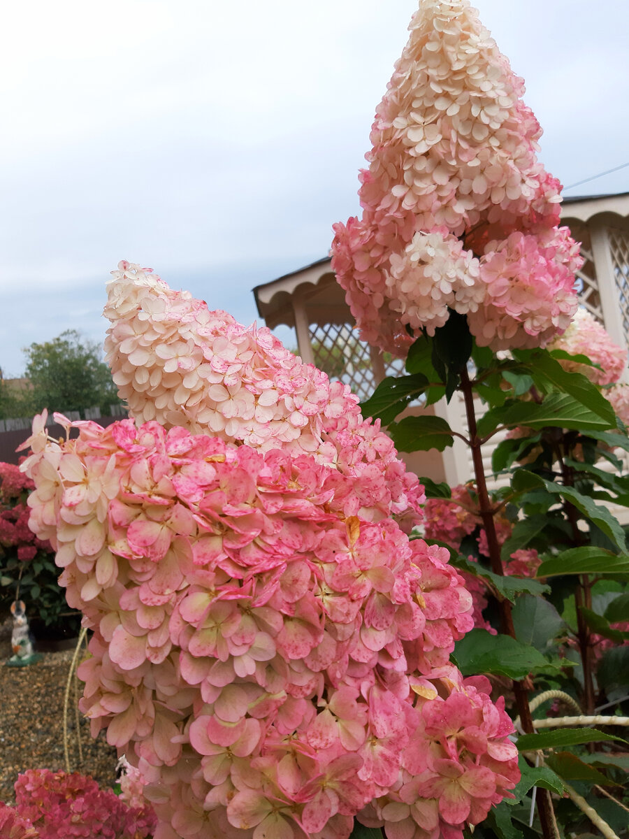 Ванилла Фрайз