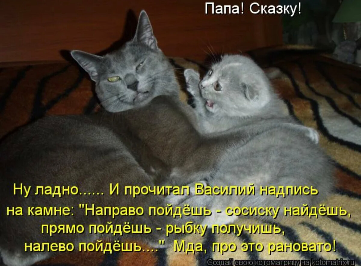 Смешные коты анекдоты. Коты приколы с надписями. Прикольные кошки с надписями. Смешные коты с надписями. Приколы про кошек с надписями