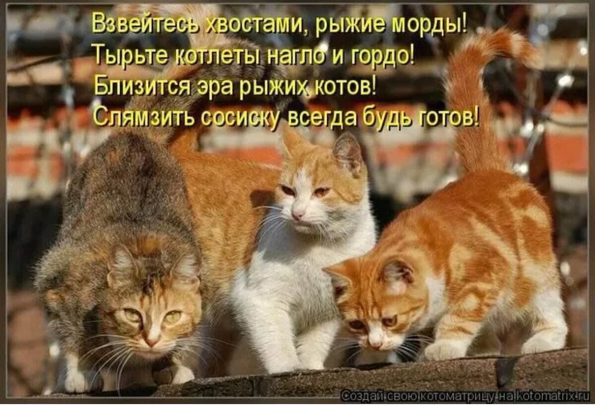 Смешные коты анекдоты. О котах с юмором. Анекдоты про кошек. Анекдоты про кошек в картинках. Анекдоты с котами.