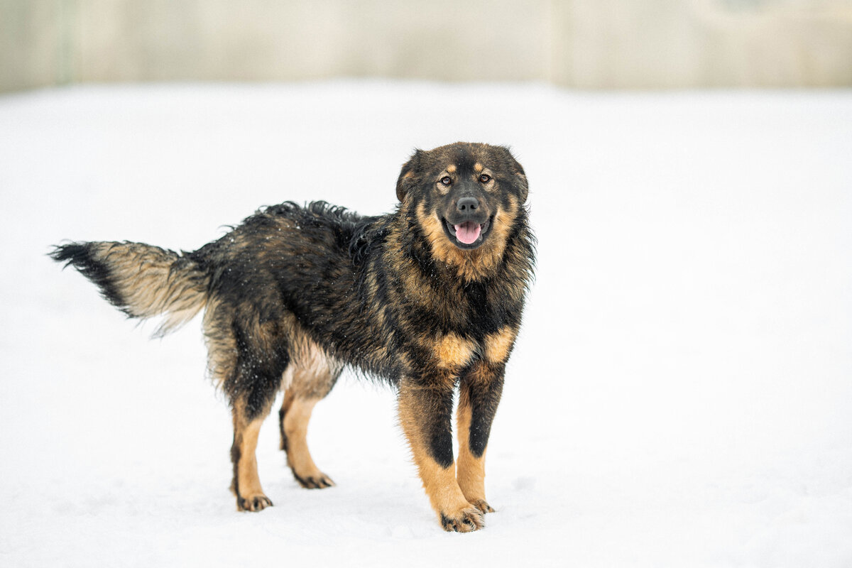 Плюша готова на всё, только чтобы завладеть вниманием человека