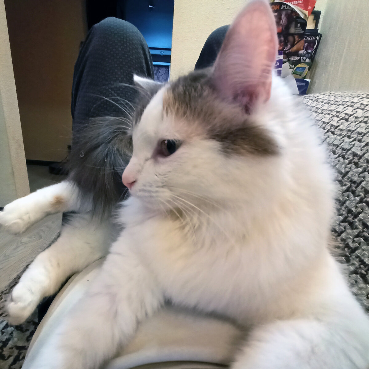 Сима обожает лежать у меня на животе😂
