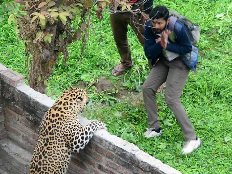 Пик нападений леопардов на людей наблюдался в период массовой урбанизации Индии — в 19-20 века. 