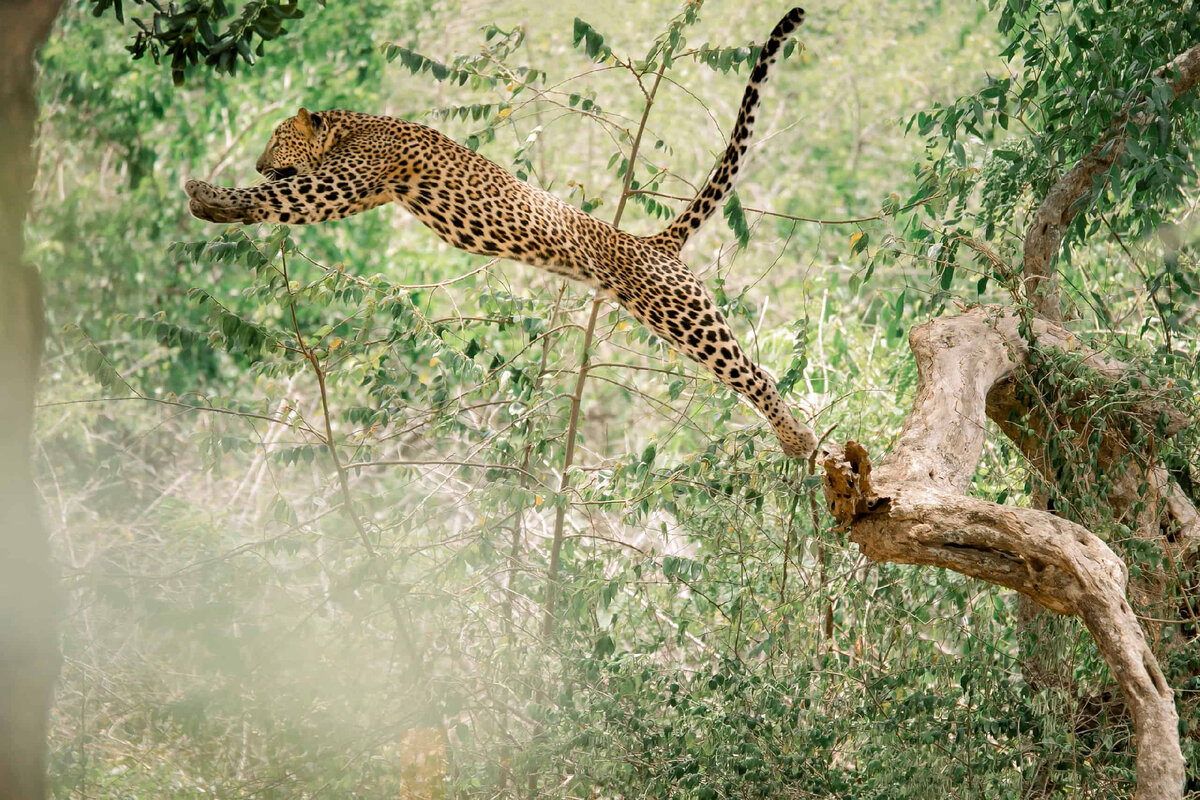 Ловкости леопарда более чем достаточно, чтобы преследовать приматов даже после того, как они скрылись на деревьях. 