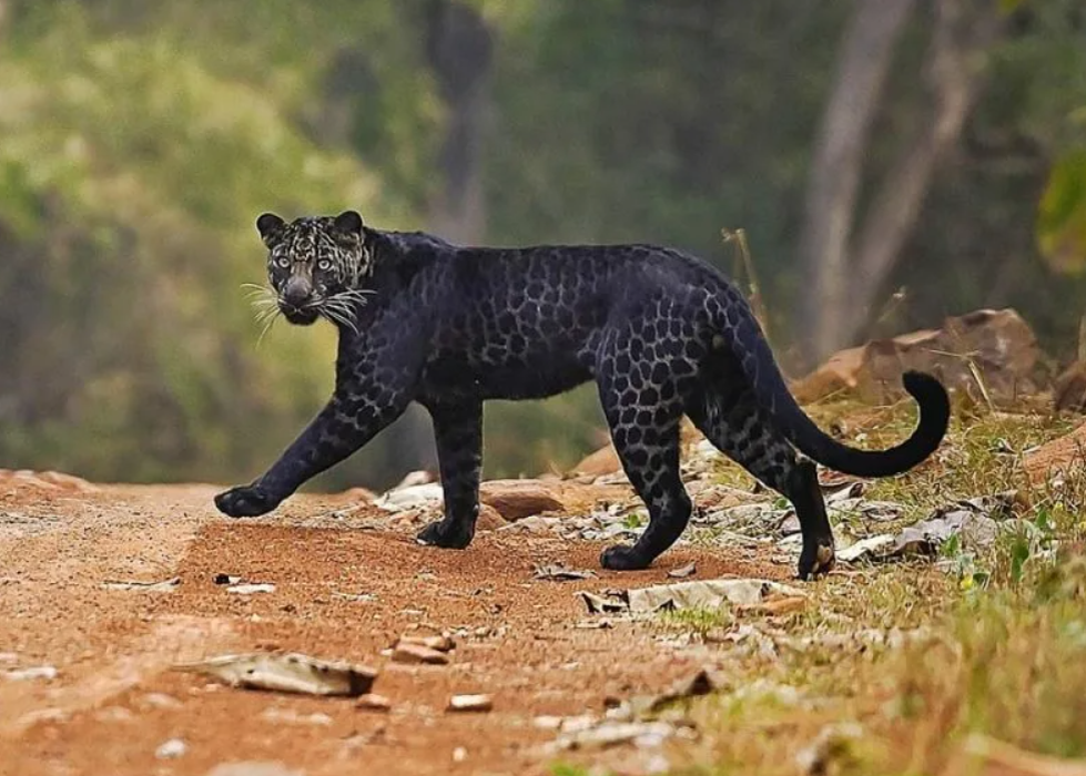 Также, как и у ягуаров, у леопардов есть особи-меланисты. Но на фото – редкая особь с неполным меланизмом. Когда шерсть темнее, чем обычно, но не достаточно тёмная, чтобы перекрыть пятна. 