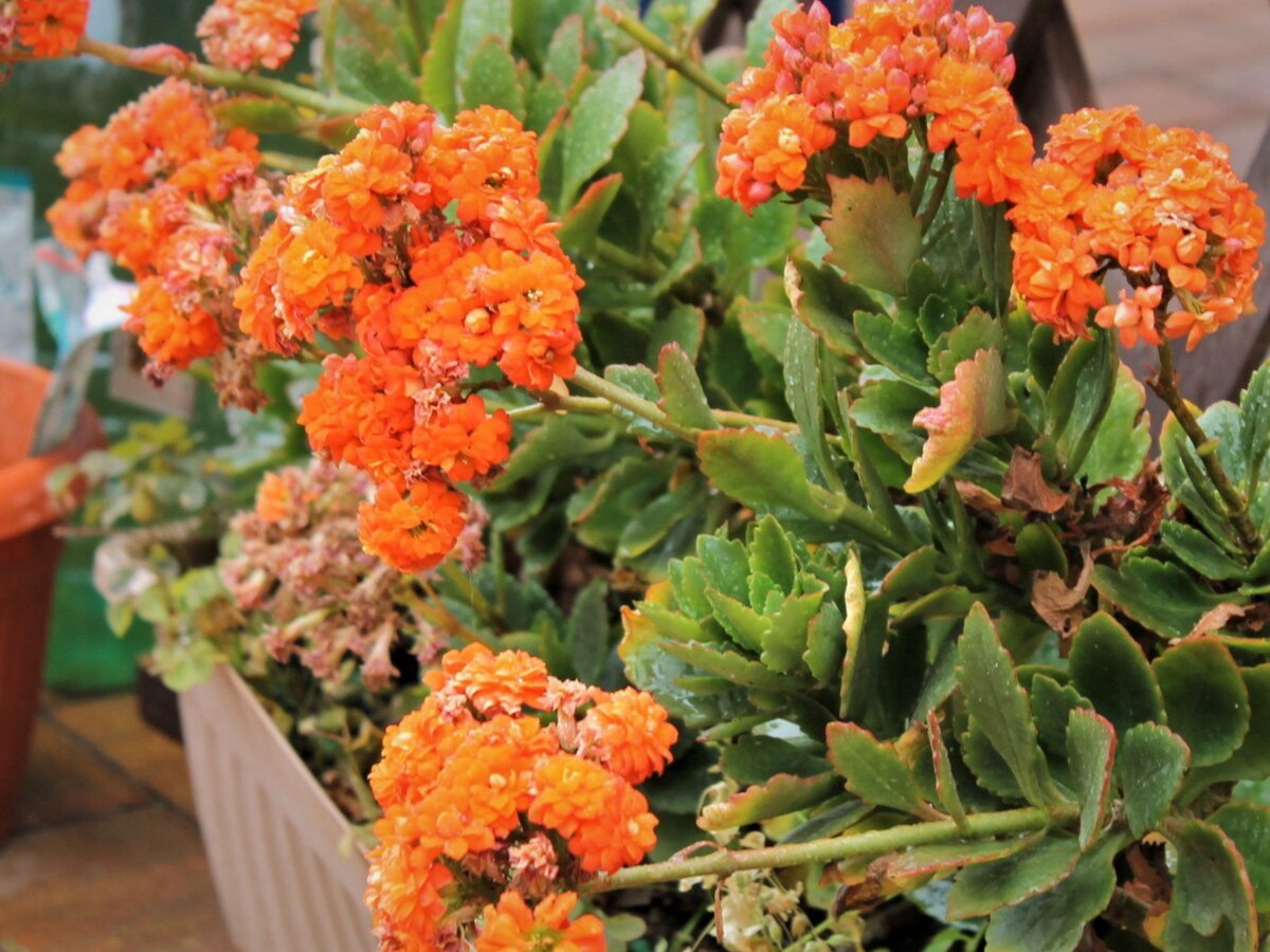 Каланхоэ Блоссфельда. Фото: irecommend.ru